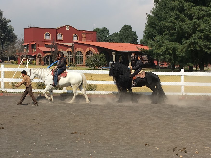 Riding Lessons & Clinics